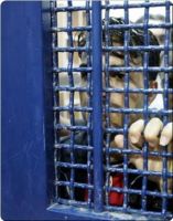 IPA separates Palestinian detained twins