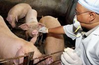 Egypt confirms 22nd Swine flu death
