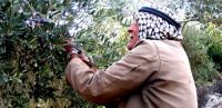 Oxfam: Palestinian olive oil profits affected by settler violence