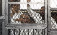 Gamal Heshmat: Death Sentences Coup Decisions that End Independence of Judiciary Myth
