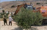 Israeli settlers set fire to more than 2,500 olive trees in Burin