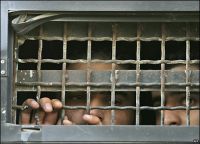 Haaretz: Shin Bet uses physical, psychological torture on prisoners